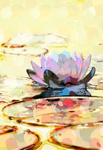 Water Lily (رقمي)